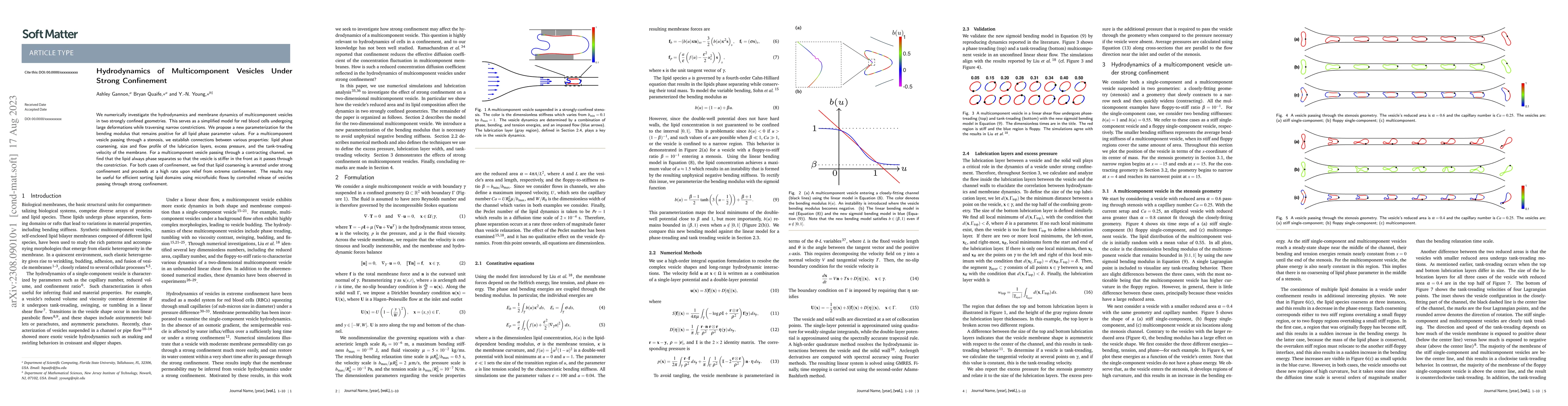 Thumbnail for Hydrodynamics of Multicomponent Vesicles Under Strong Confinement