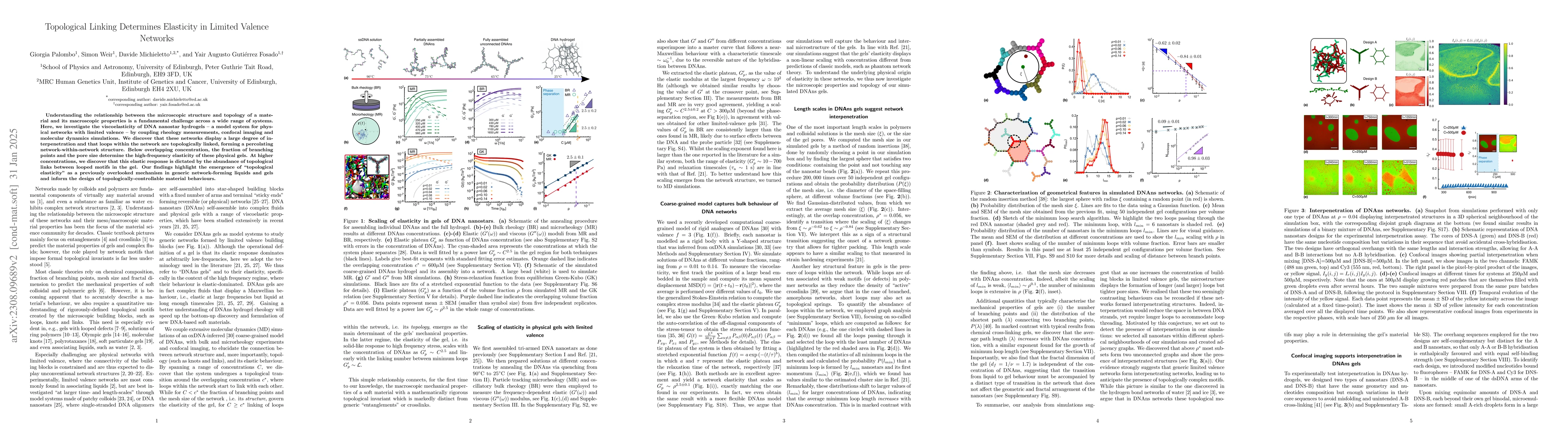 Thumbnail for Topological Elasticity in Physical Gels with Limited Valence