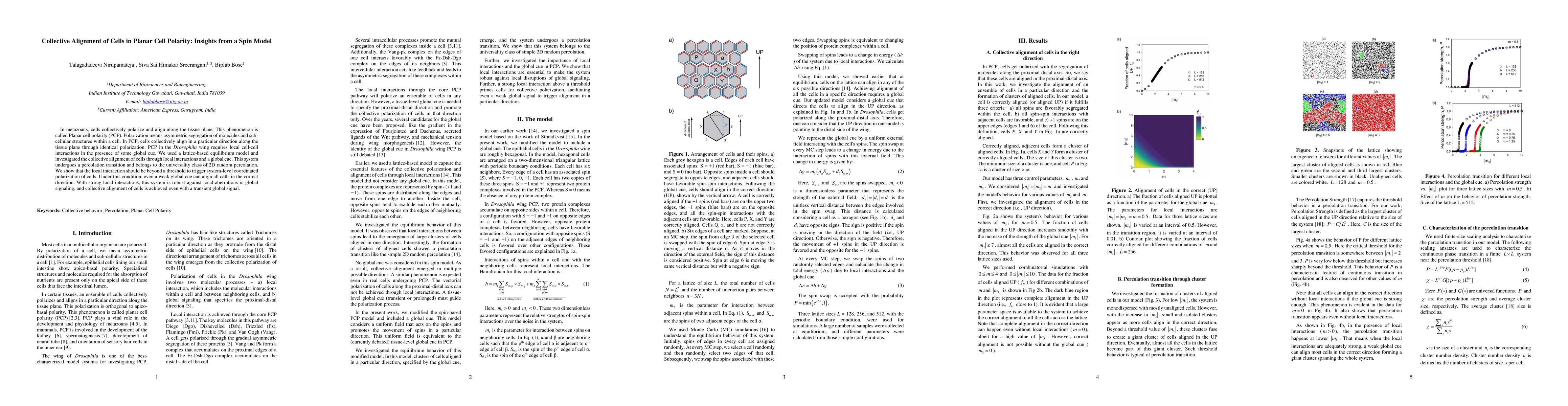 Thumbnail for Collective Alignment of Cells in Planar Cell Polarity: Insights from a
  Spin Model