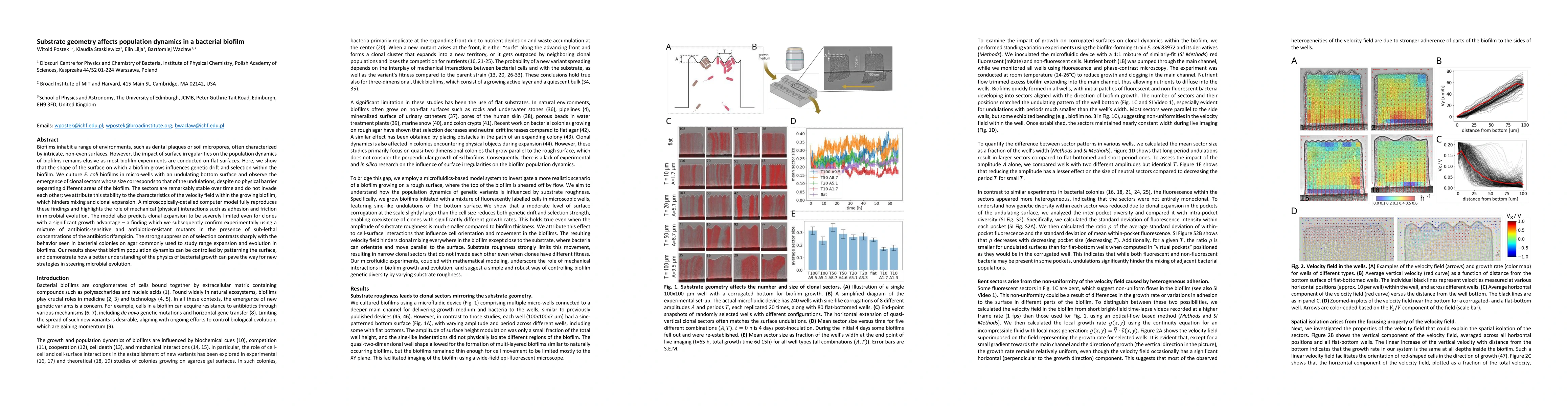 Thumbnail for Substrate geometry affects population dynamics in a bacterial biofilm