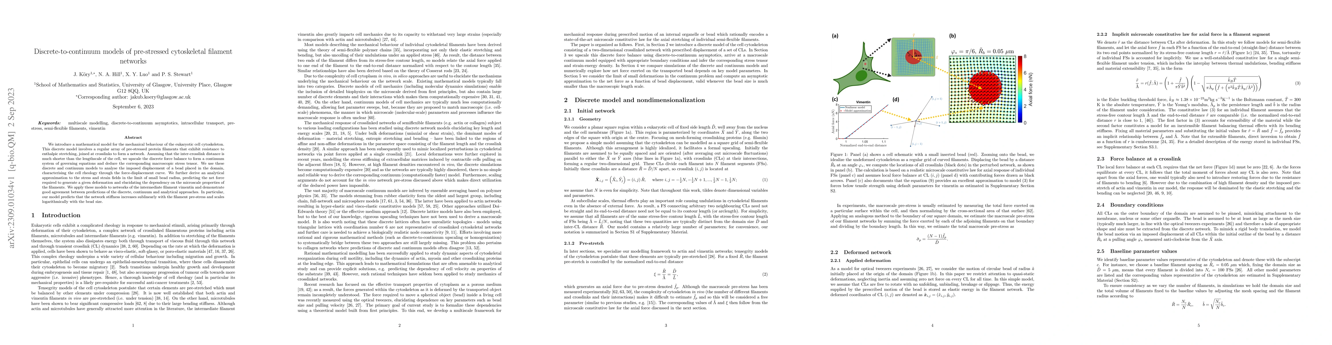 Thumbnail for Discrete-to-continuum models of pre-stressed cytoskeletal filament
  networks