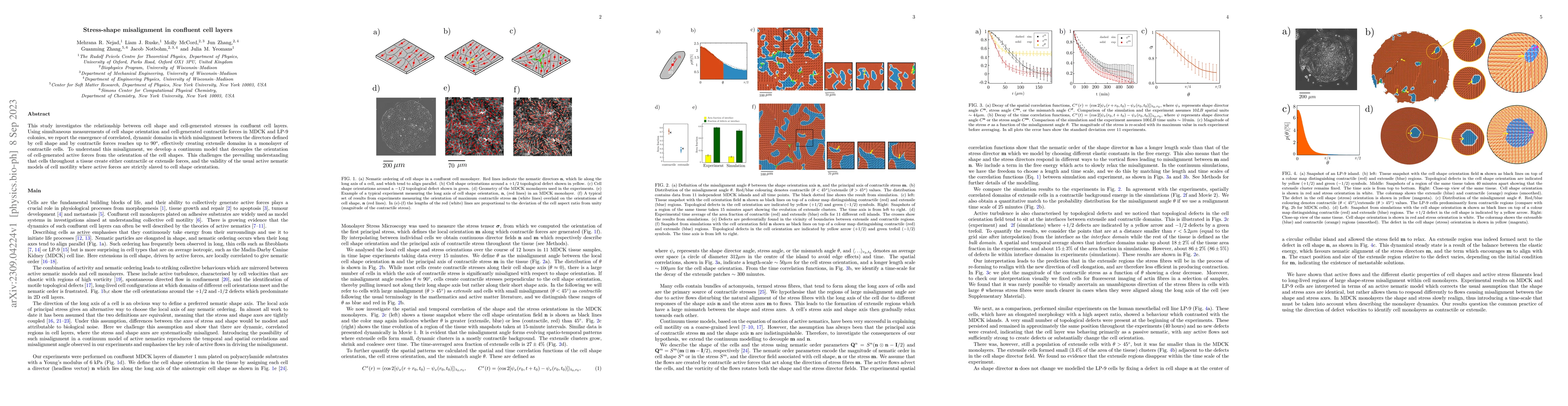 Thumbnail for Stress-shape misalignment in confluent cell layers