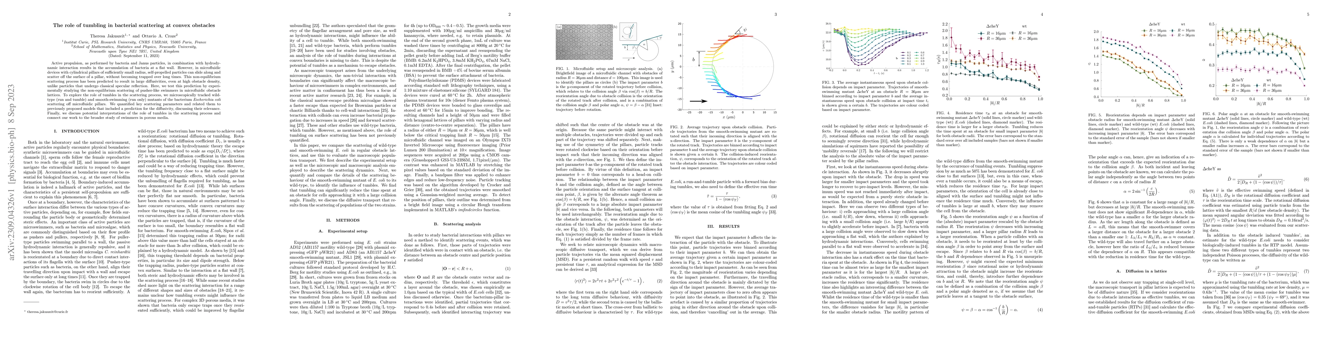 Thumbnail for The role of tumbling in bacterial scattering at convex obstacles