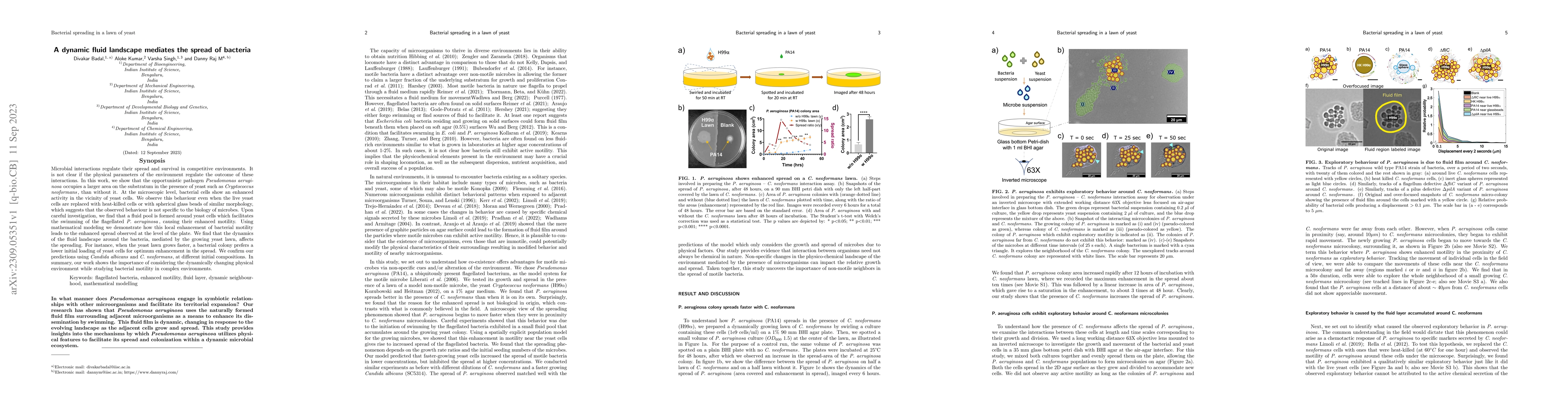 Thumbnail for A dynamic fluid landscape mediates the spread of bacteria