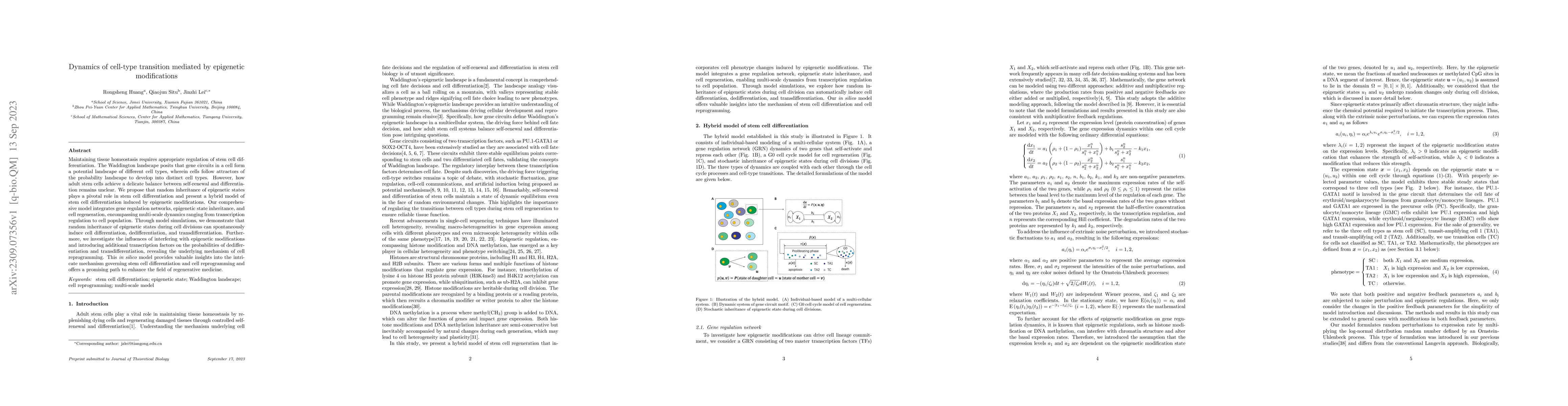 Thumbnail for Dynamics of cell-type transition mediated by epigenetic modifications