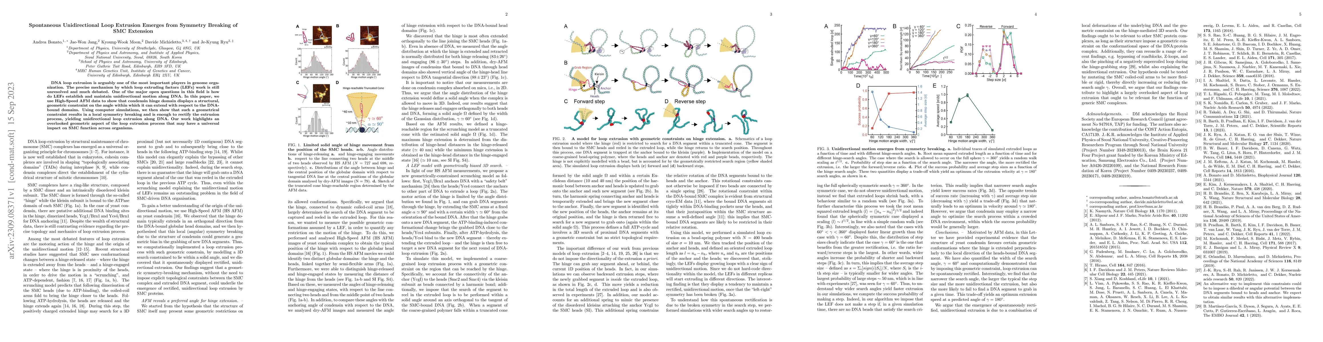 Thumbnail for Spontaneous Unidirectional Loop Extrusion Emerges from Symmetry Breaking
  of SMC Extension