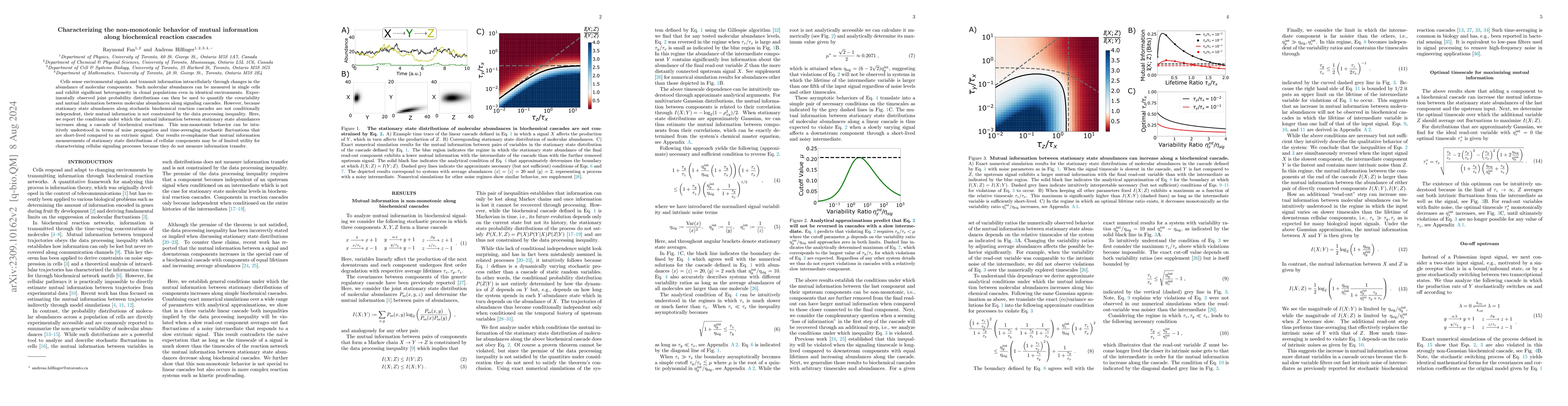 Thumbnail for Characterizing the non-monotonic behavior of mutual information along
  biochemical reaction cascades