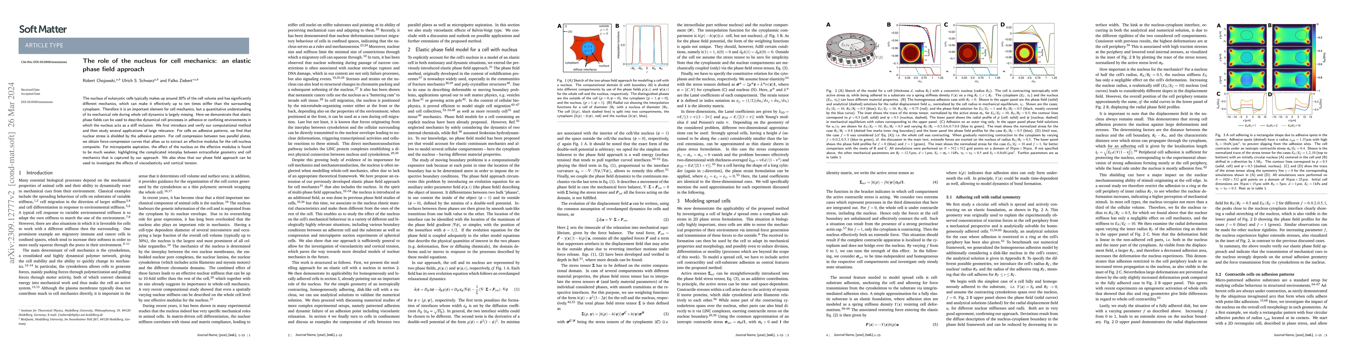 Thumbnail for The role of the nucleus for cell mechanics: an elastic phase field
  approach