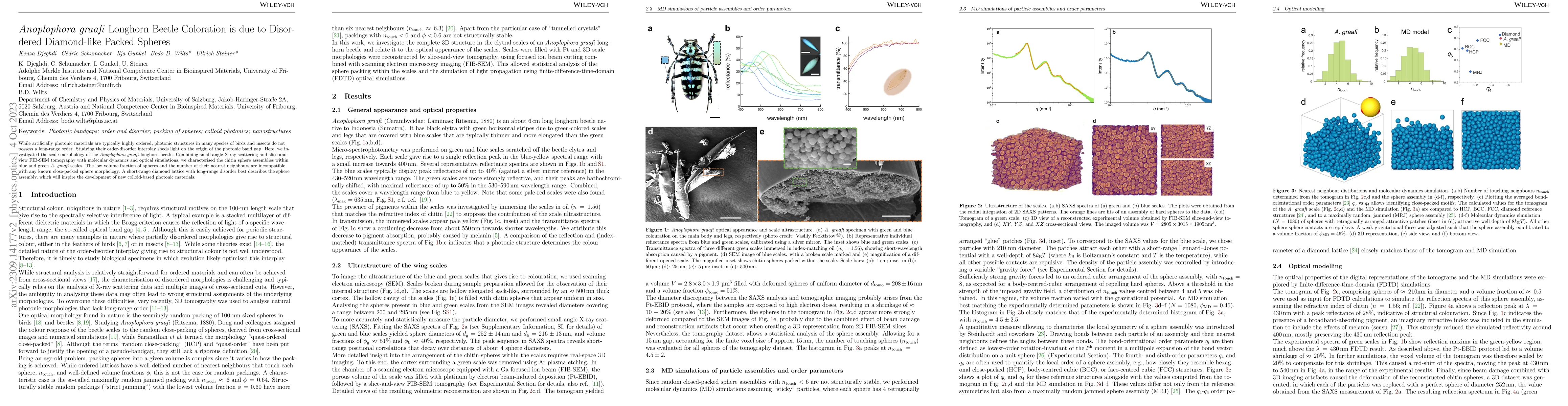 Thumbnail for Anoplophora graafi Longhorn Beetle Coloration is due to Disordered
  Diamond-like Packed Spheres