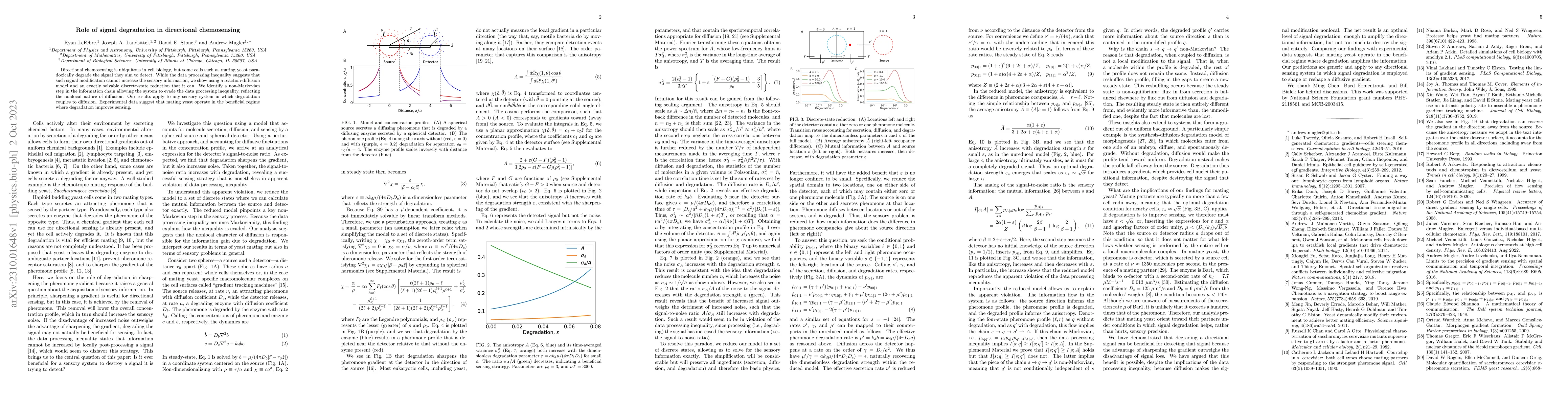 Thumbnail for Role of signal degradation in directional chemosensing