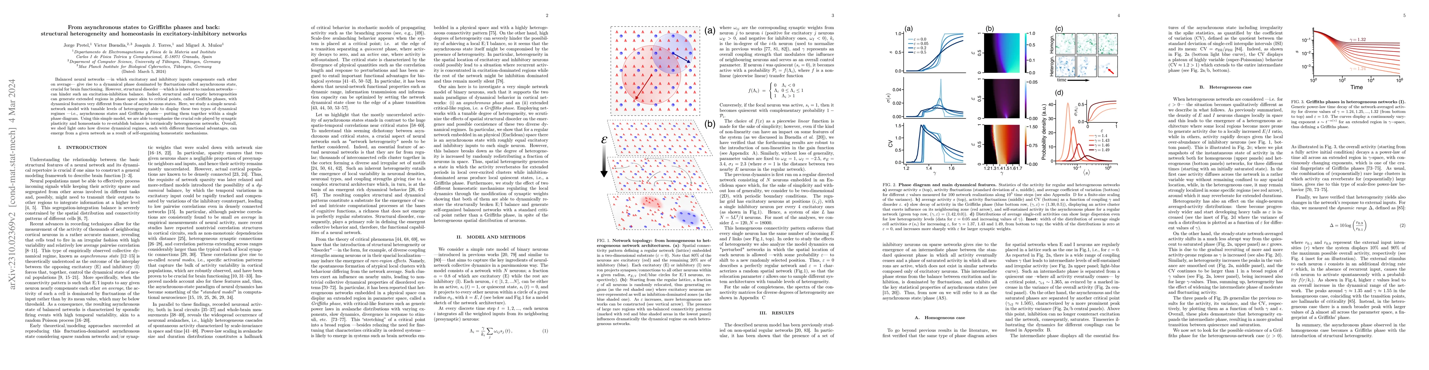 Thumbnail for From asynchronous states to Griffiths phases and back: structural
  heterogeneity and homeostasis in excitatory-inhibitory networks