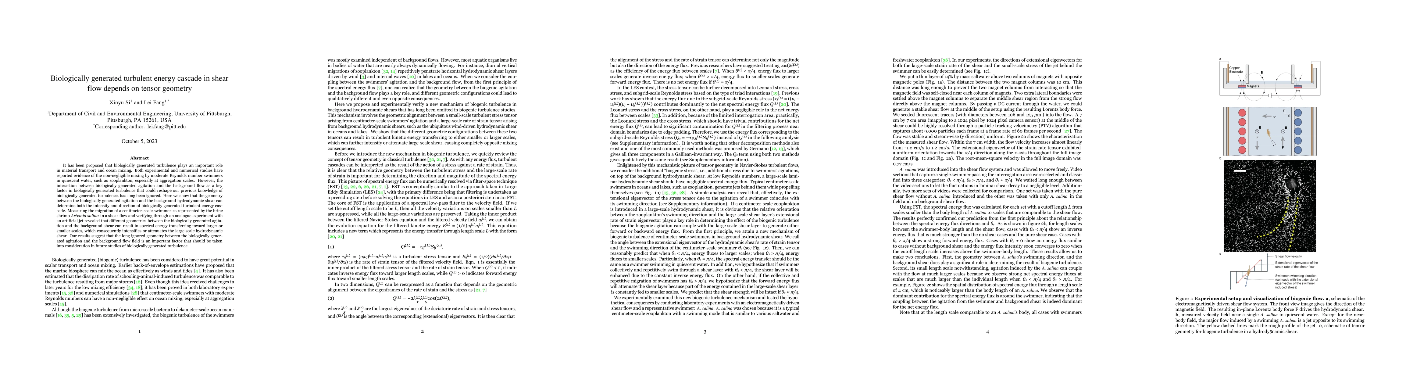 Thumbnail for Biologically generated turbulent energy cascade in shear flow depends on
  tensor geometry