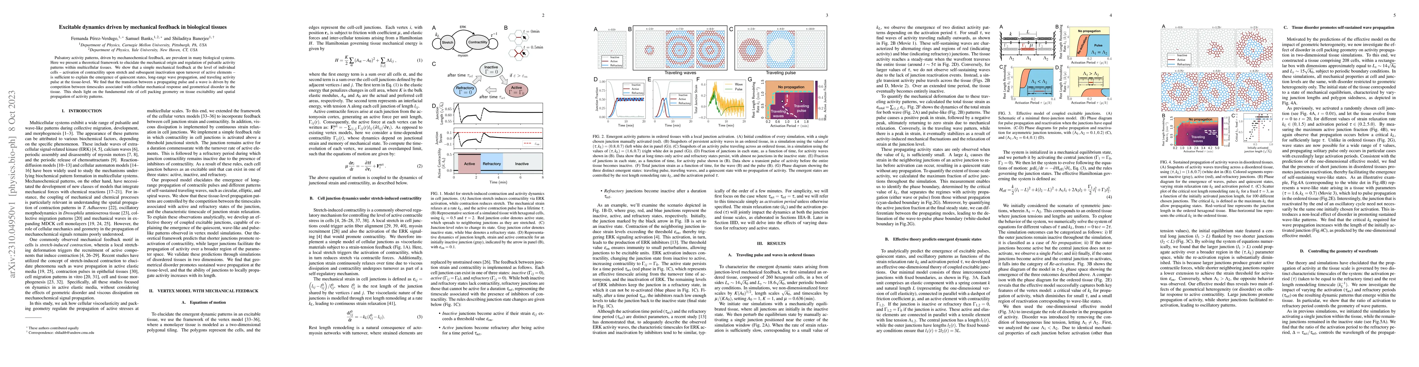 Thumbnail for Excitable dynamics driven by mechanical feedback in biological tissues