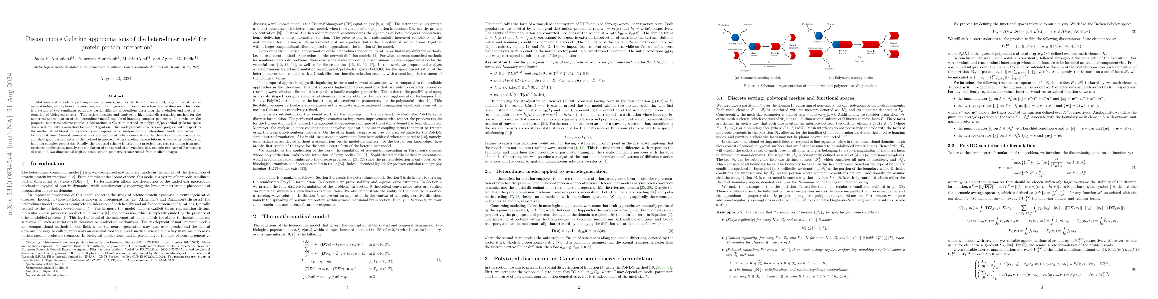 Thumbnail for Discontinuous Galerkin approximations of the heterodimer model for
  protein-protein interaction