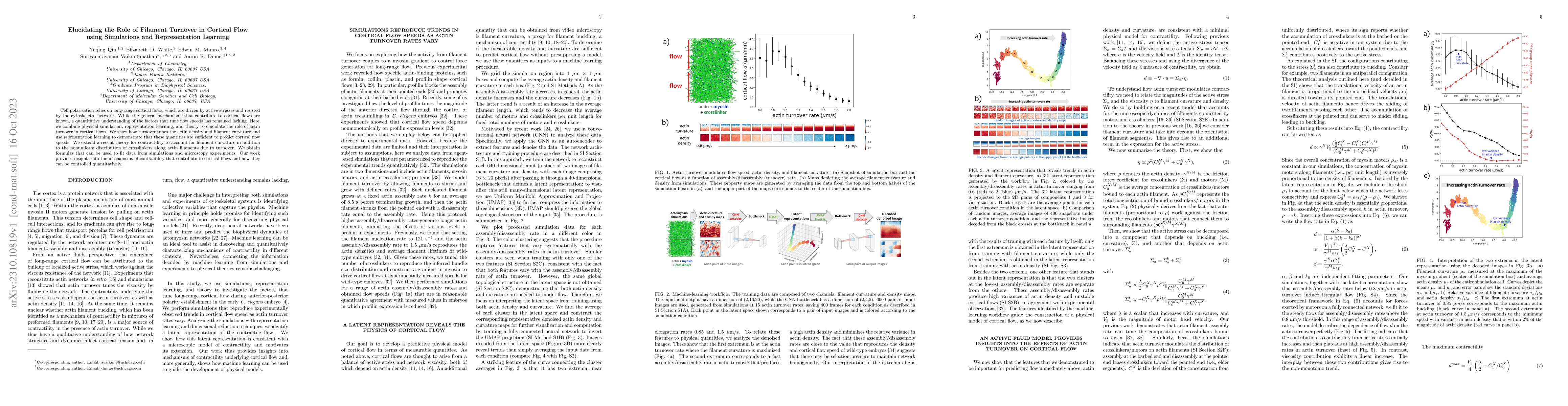 Thumbnail for Elucidating the Role of Filament Turnover in Cortical Flow using
  Simulations and Representation Learning