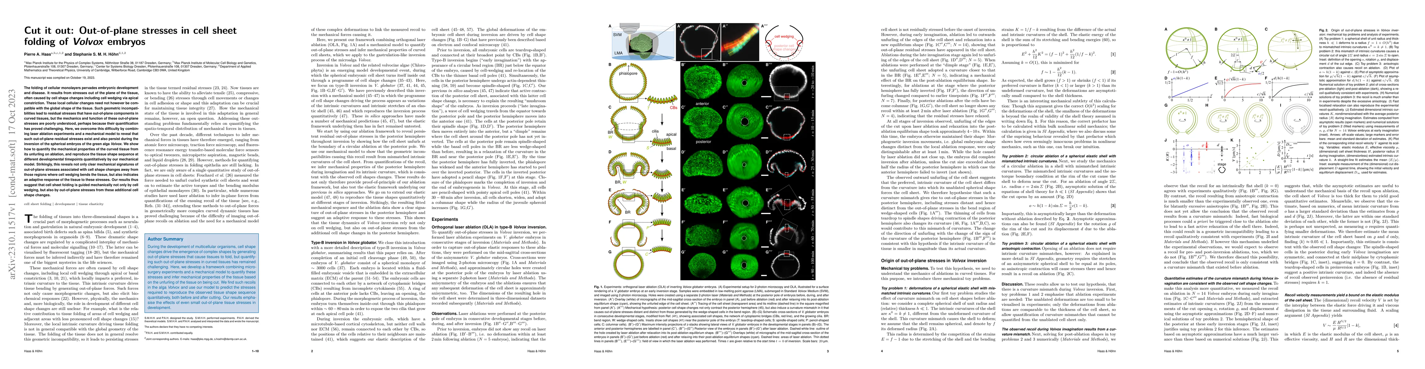 Thumbnail for Cut it out: Out-of-plane stresses in cell sheet folding of Volvox
  embryos