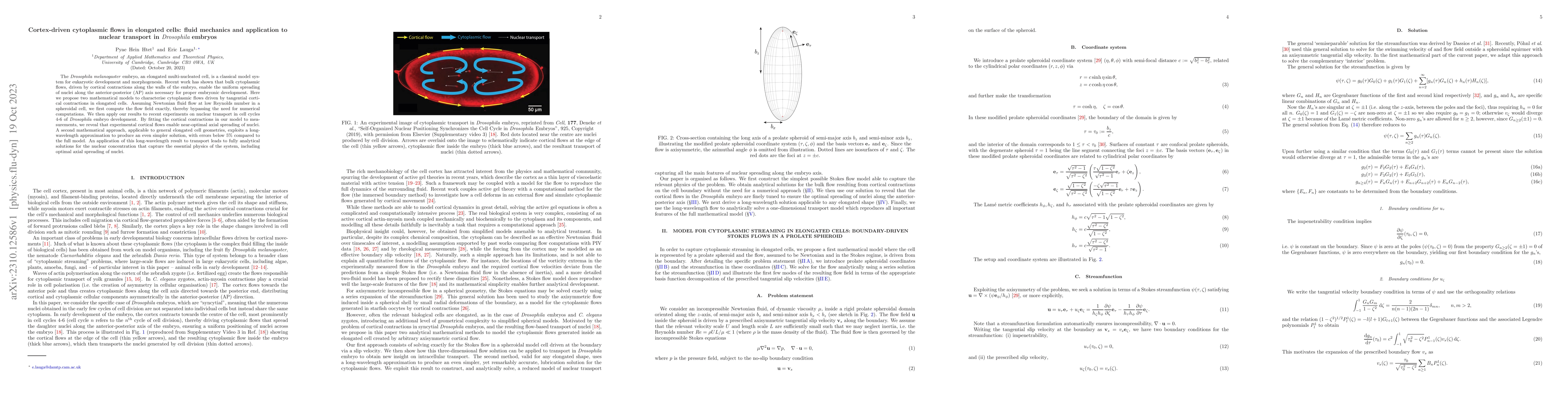 Thumbnail for Cortex-driven cytoplasmic flows in elongated cells: fluid mechanics and
  application to nuclear transport in Drosophila embryos