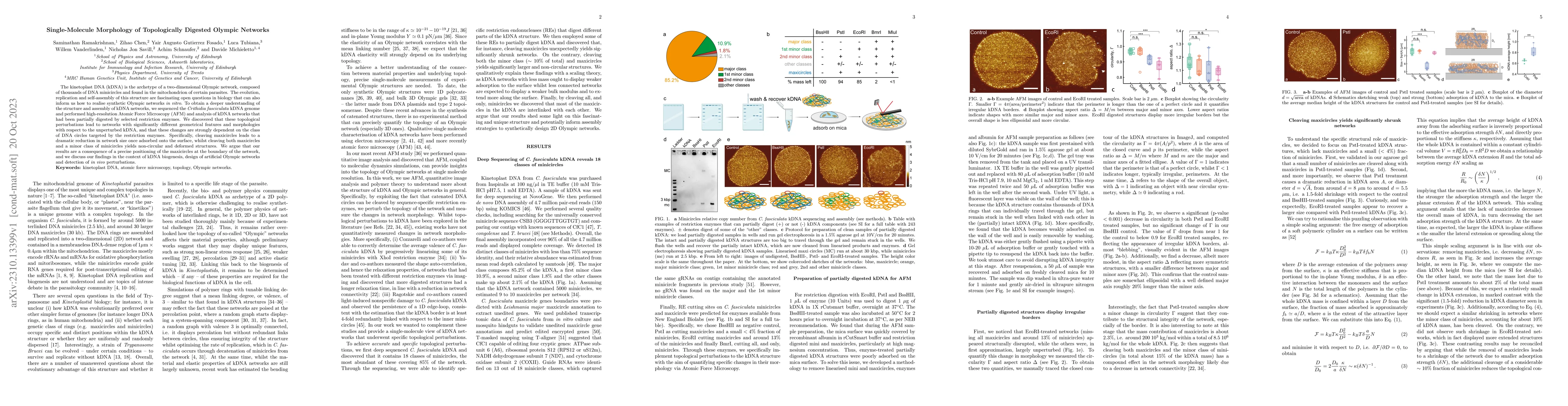 Thumbnail for Single-Molecule Morphology of Topologically Digested Olympic Networks