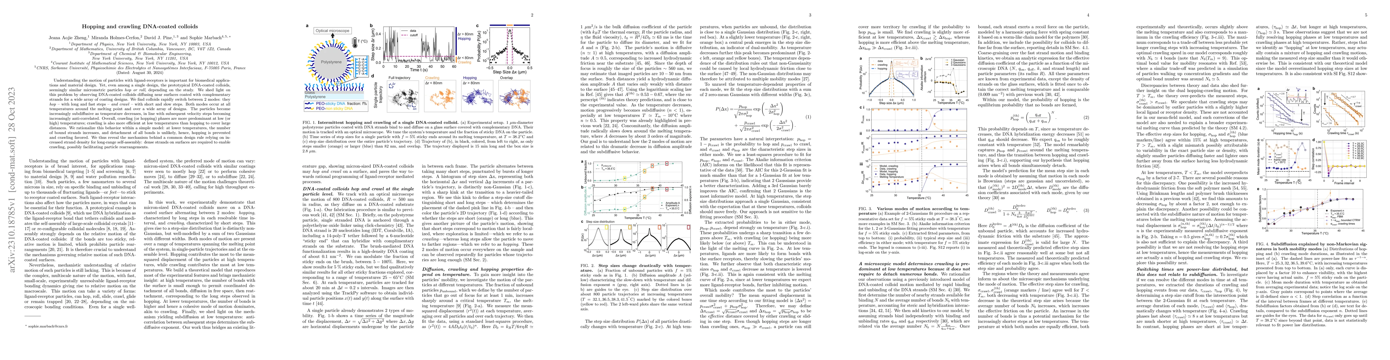 Thumbnail for Hopping and crawling DNA-coated colloids