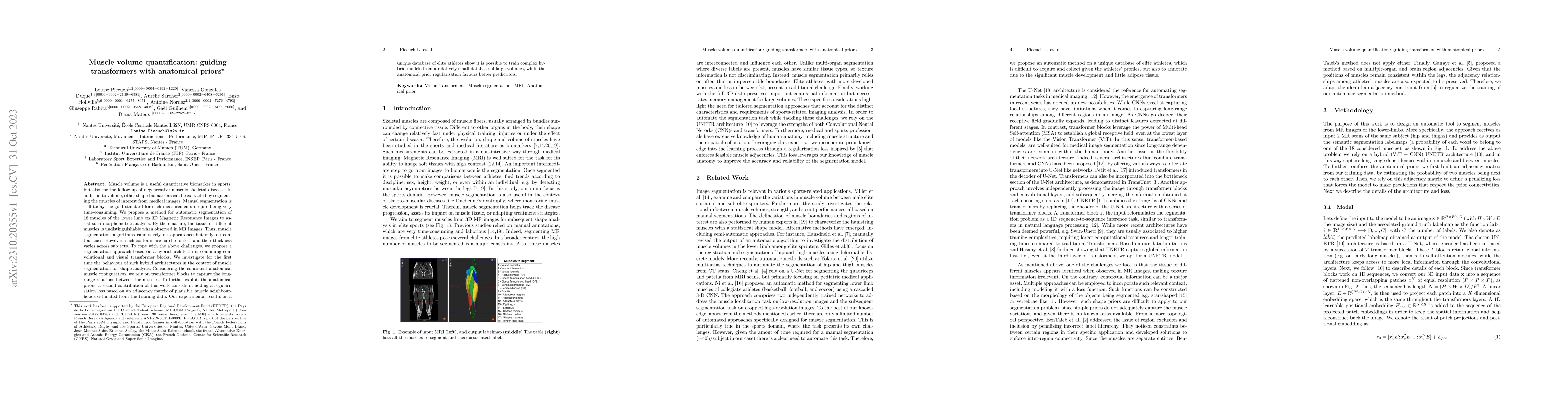 Thumbnail for Muscle volume quantification: guiding transformers with anatomical
  priors