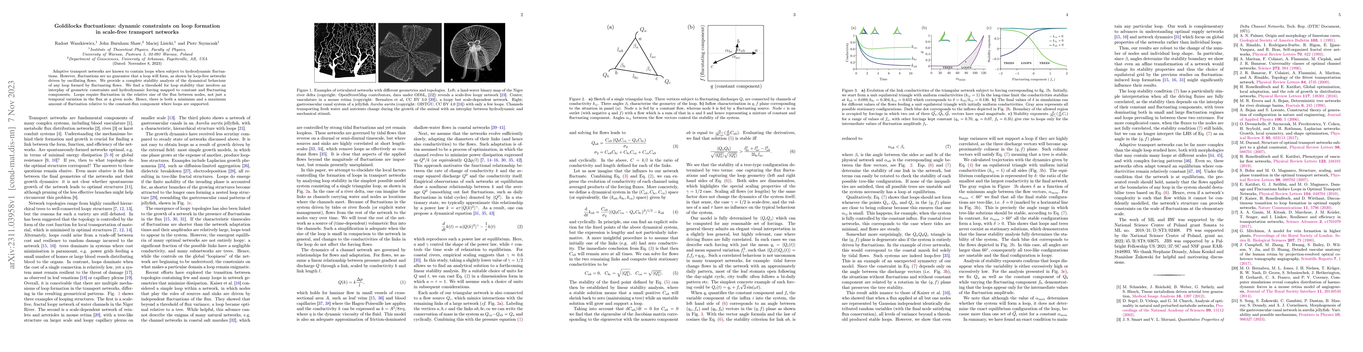 Thumbnail for Goldilocks fluctuations: dynamic constraints on loop formation in
  scale-free transport networks