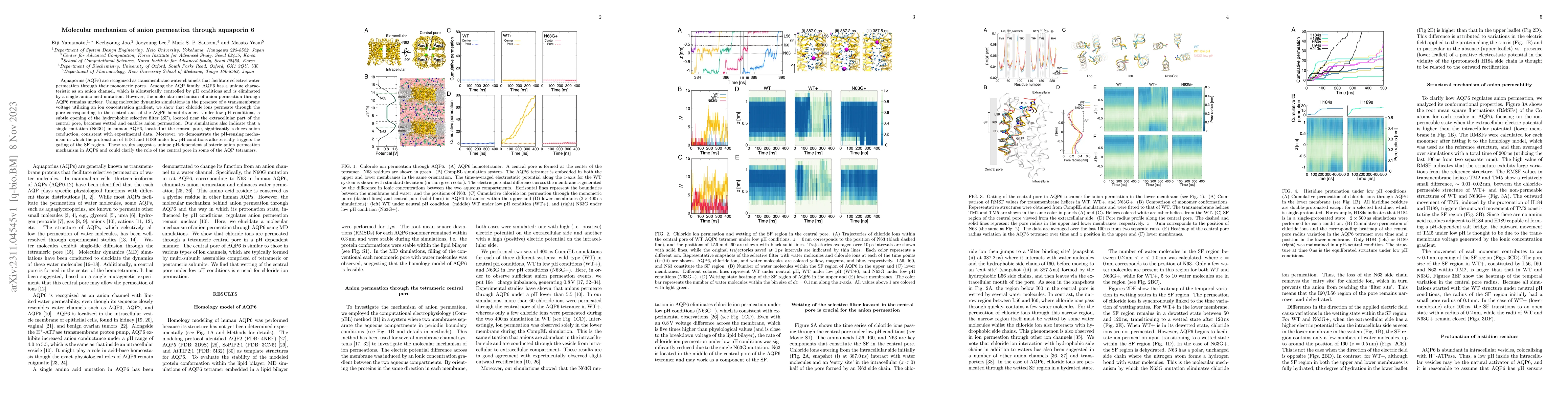 Thumbnail for Molecular mechanism of anion permeation through aquaporin 6