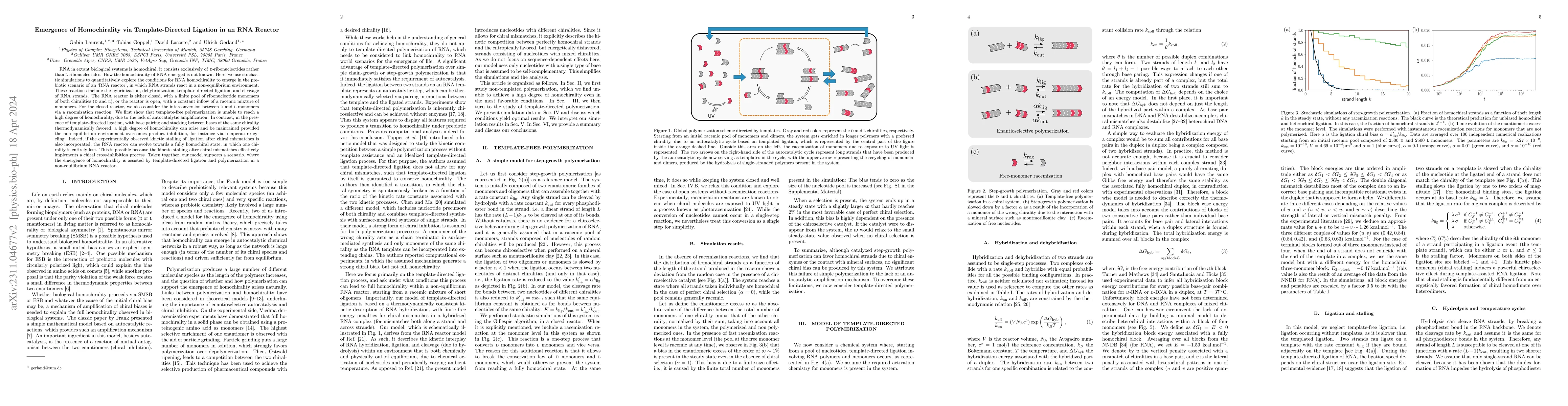 Thumbnail for Emergence of homochirality via template-directed ligation in an RNA
  reactor