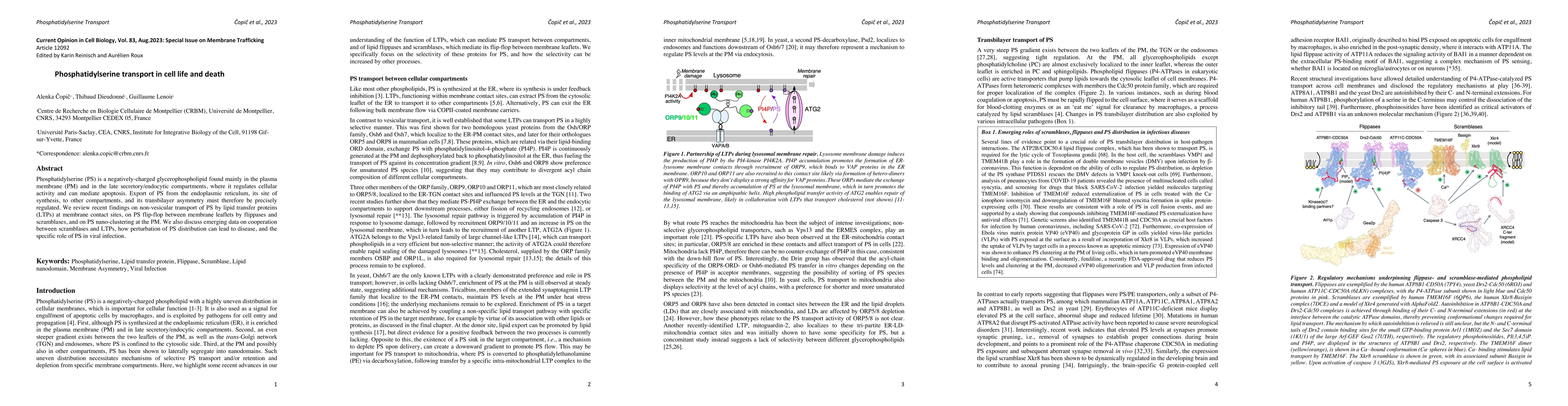 Thumbnail for Phosphatidylserine transport in cell life and death
