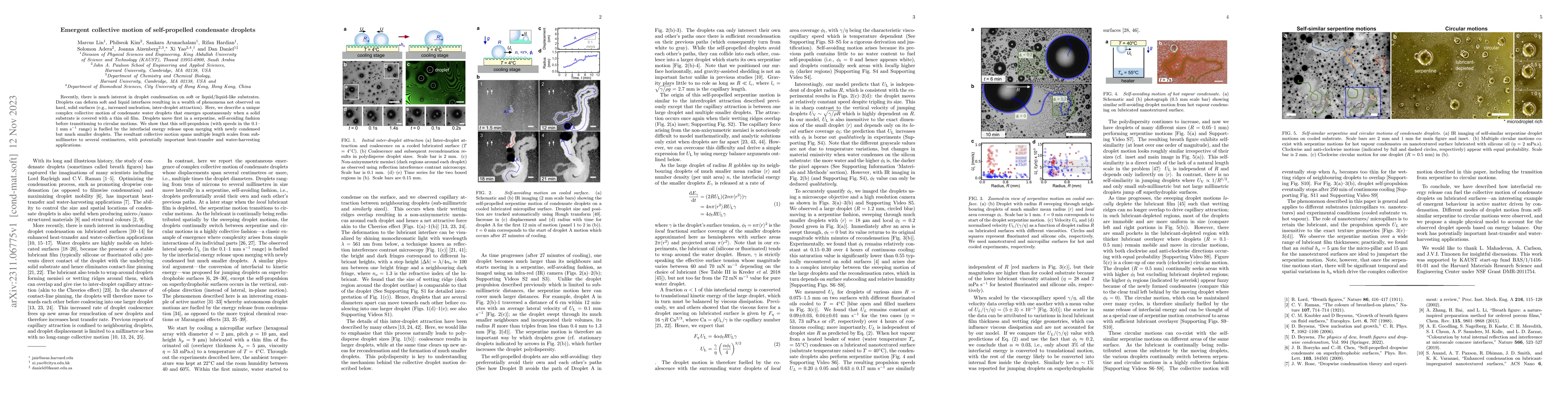 Thumbnail for Emergent collective motion of self-propelled condensate droplets