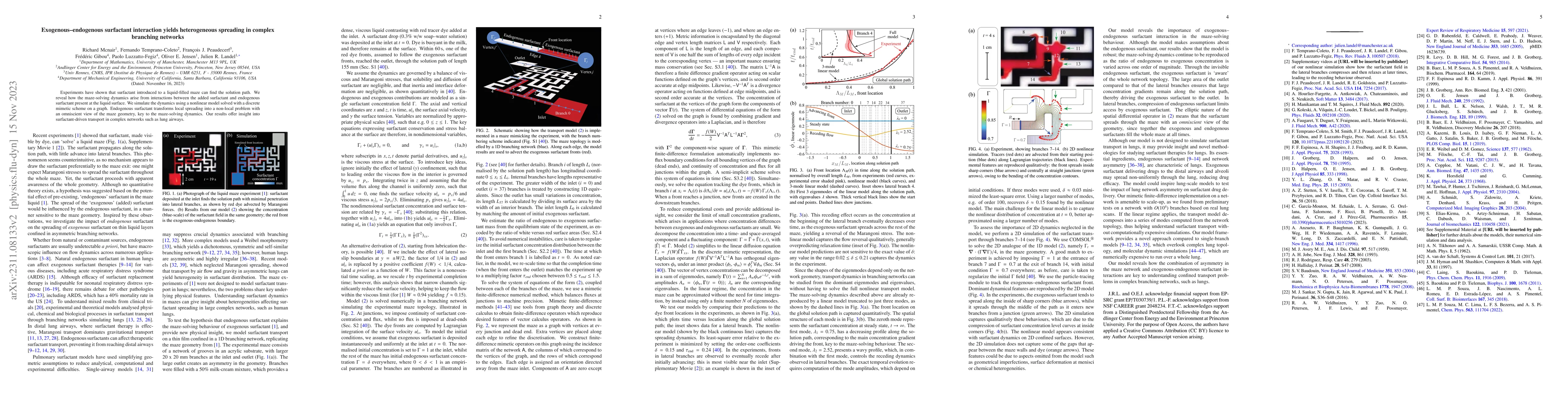 Thumbnail for Exogenous-endogenous surfactant interaction yields heterogeneous
  spreading in complex branching networks