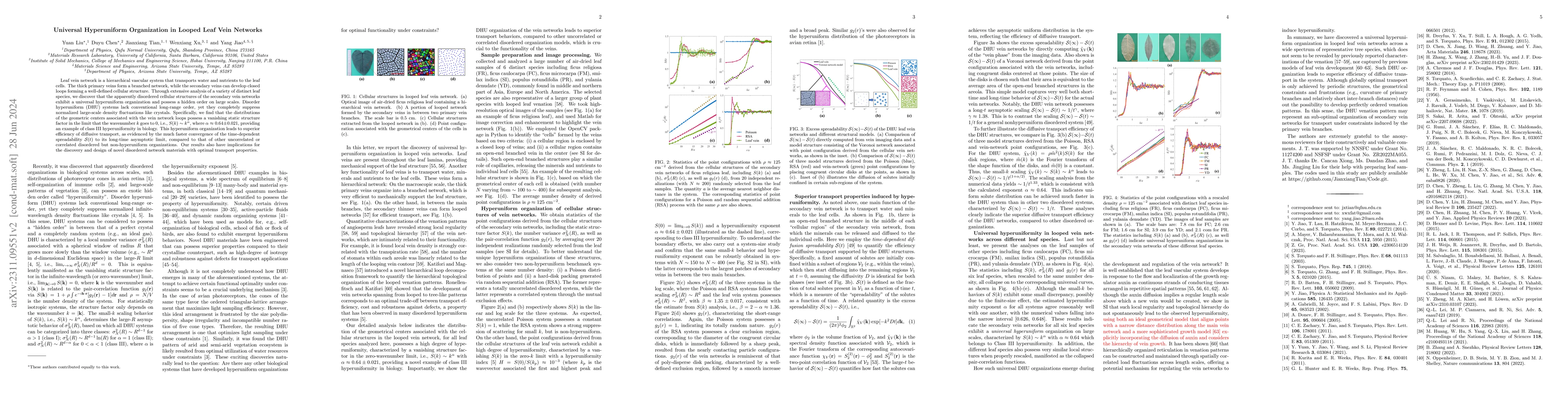 Thumbnail for Universal Hyperuniform Organization in Looped Leaf Vein Networks