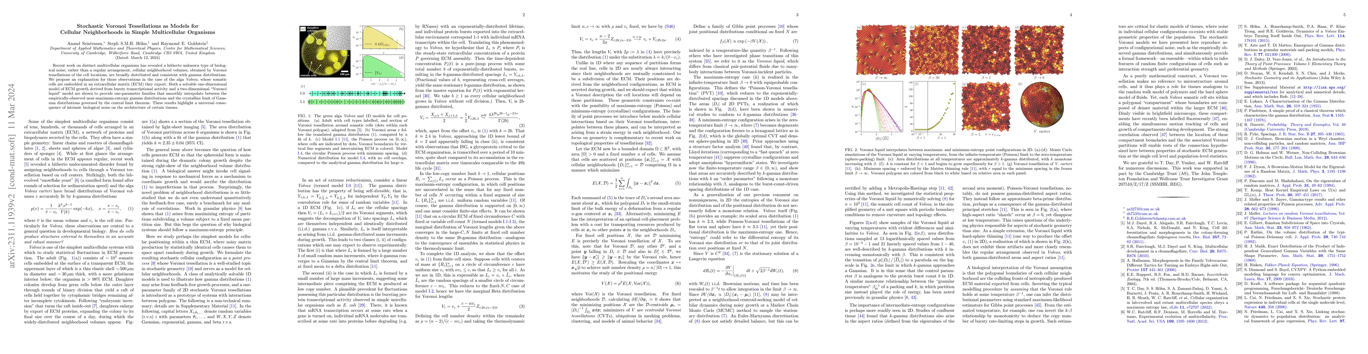 Thumbnail for Stochastic Voronoi Tessellations as Models for Cellular Neighborhoods in
  Simple Multicellular Organisms