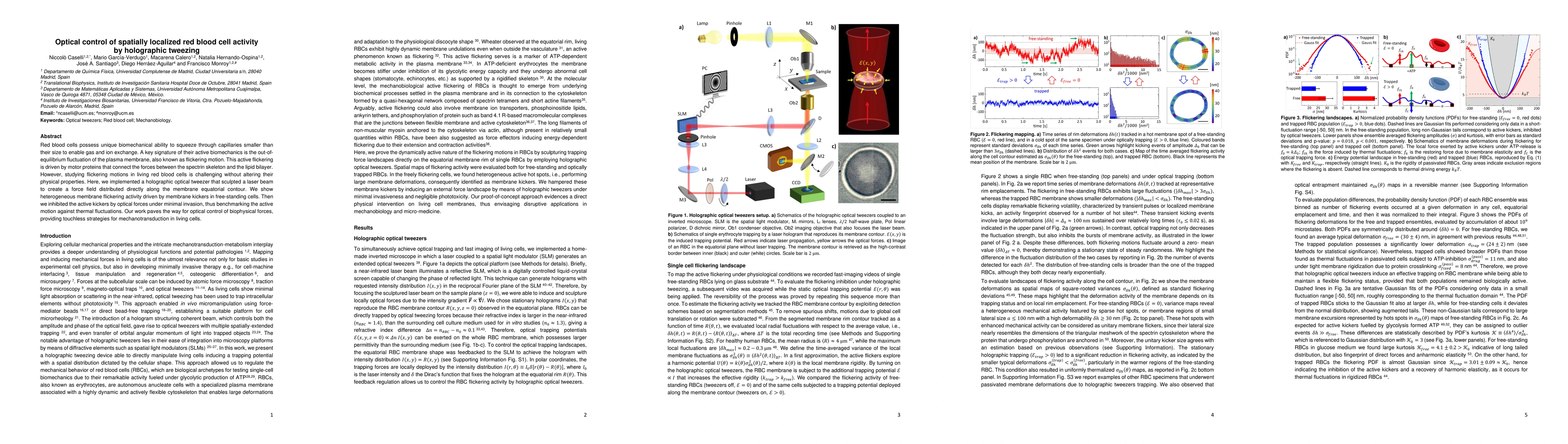 Thumbnail for Optical control of spatially localized red blood cell activity by
  holographic tweezing