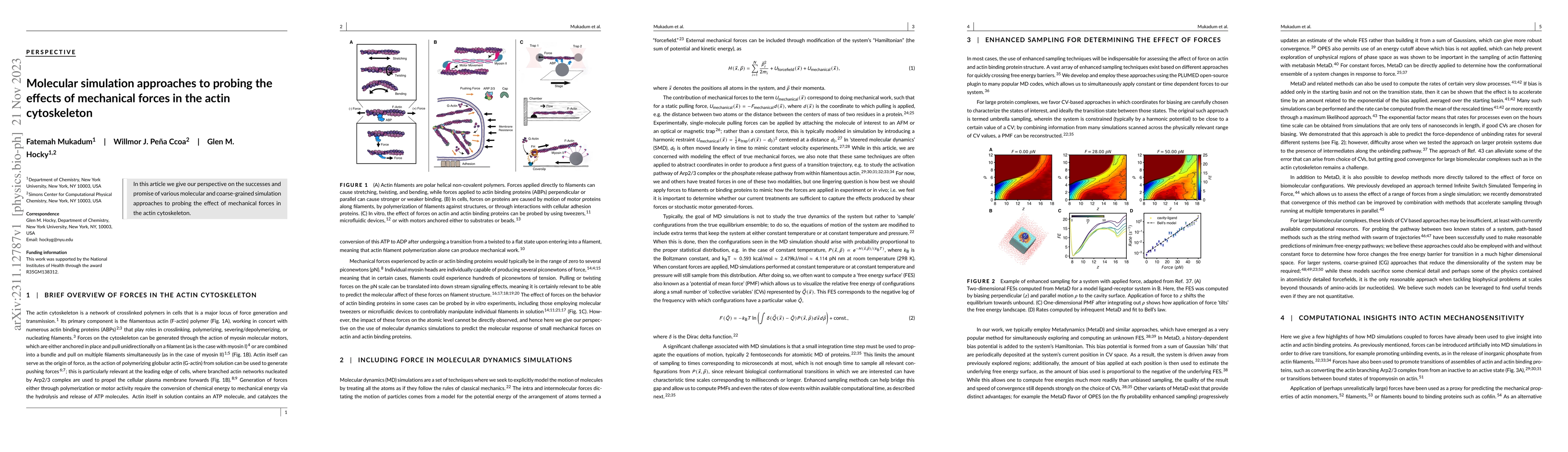 Thumbnail for Molecular simulation approaches to probing the effects of mechanical
  forces in the actin cytoskeleton