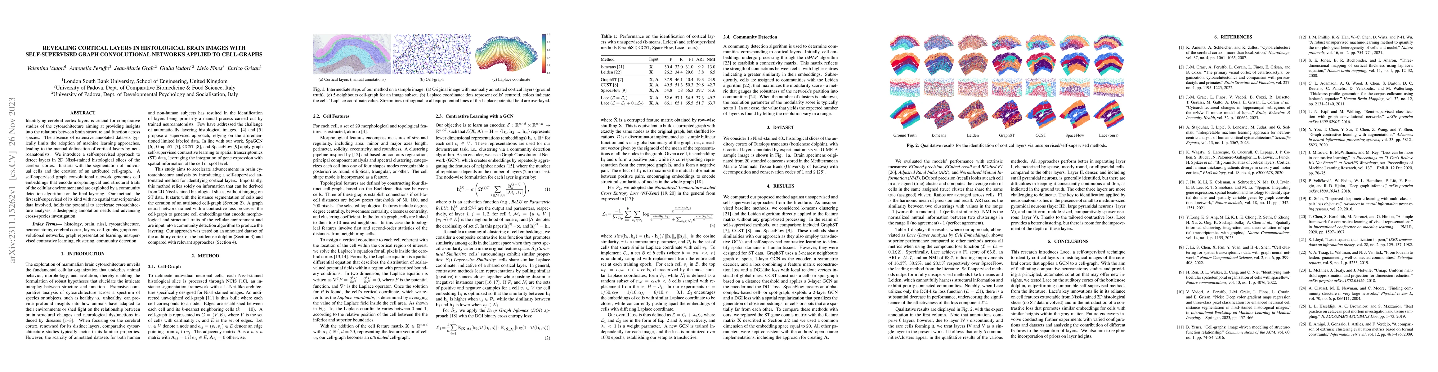 Thumbnail for Revealing Cortical Layers In Histological Brain Images With
  Self-Supervised Graph Convolutional Networks Applied To Cell-Graphs