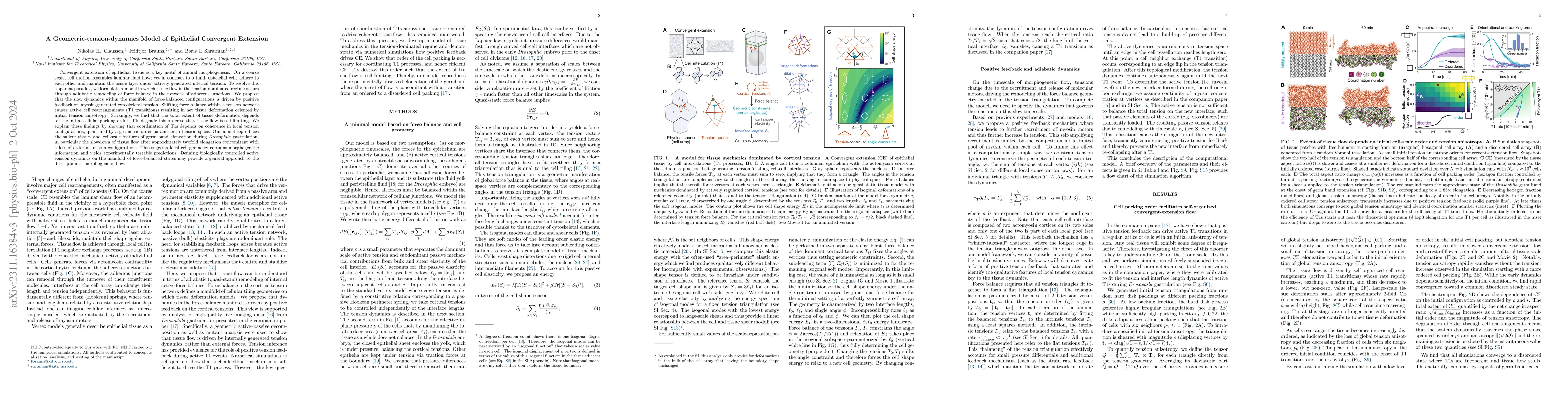 Thumbnail for A Geometric Tension Dynamics Model of Epithelial Convergent Extension