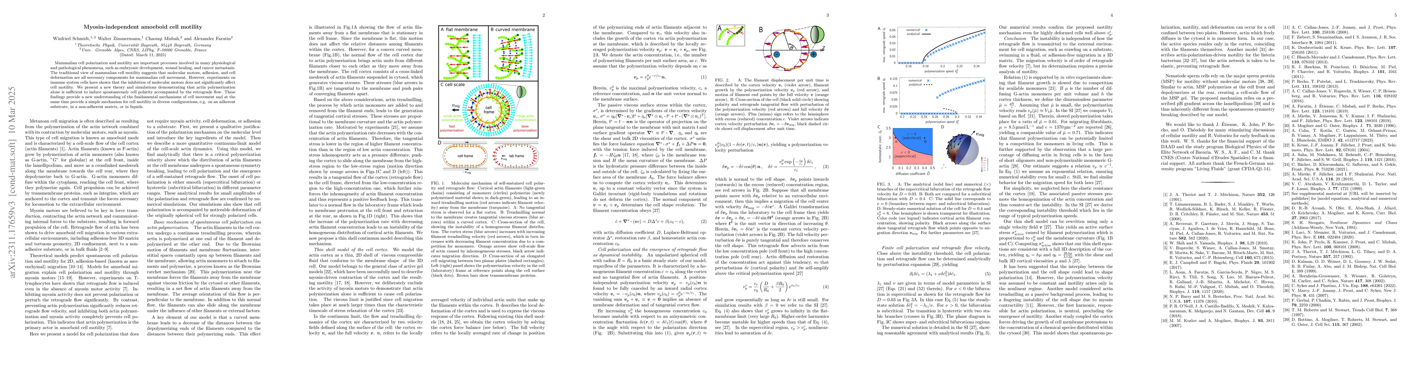 Thumbnail for Myosin-independent amoeboid cell motility