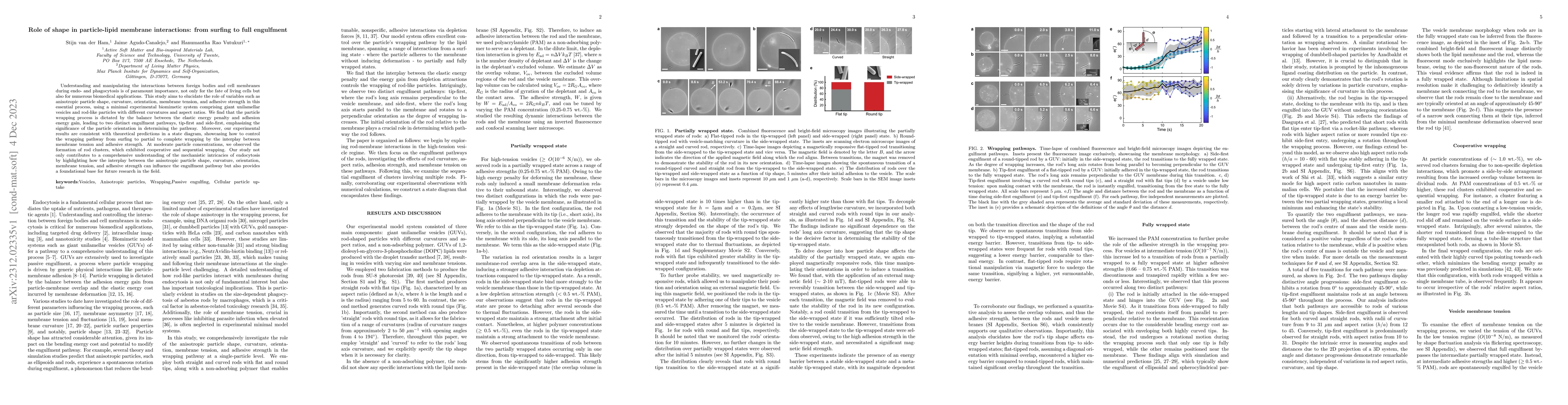 Thumbnail for Role of shape in particle-lipid membrane interactions: from surfing to
  full engulfment