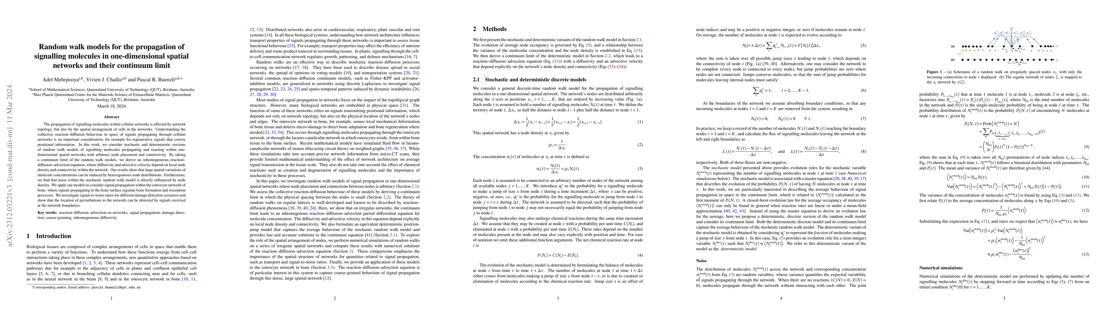 Thumbnail for Random walk models for the propagation of signalling molecules in
  one-dimensional spatial networks and their continuum limit