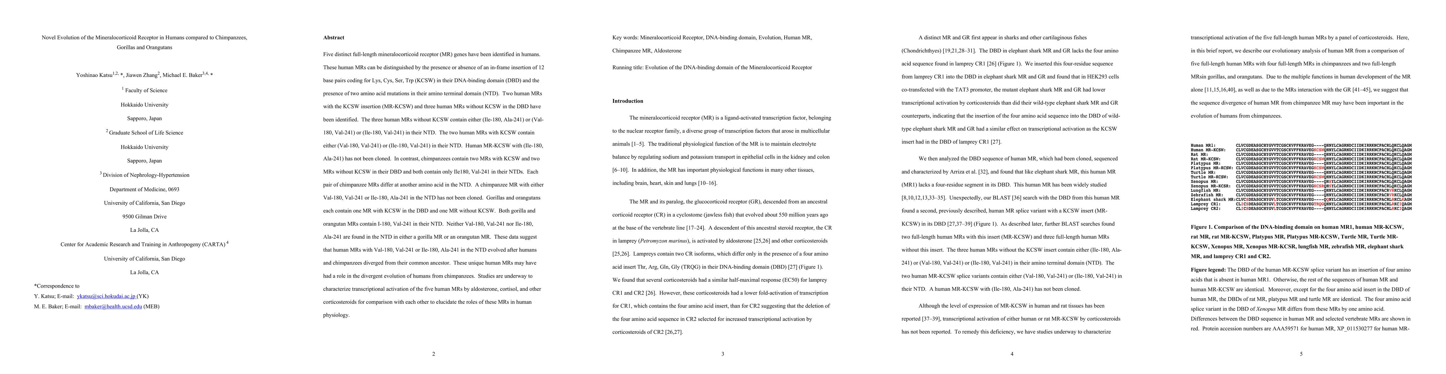 Thumbnail for Novel Evolution of the Mineralocorticoid Receptor in Humans compared to
  Chimpanzees, Gorillas and Orangutans