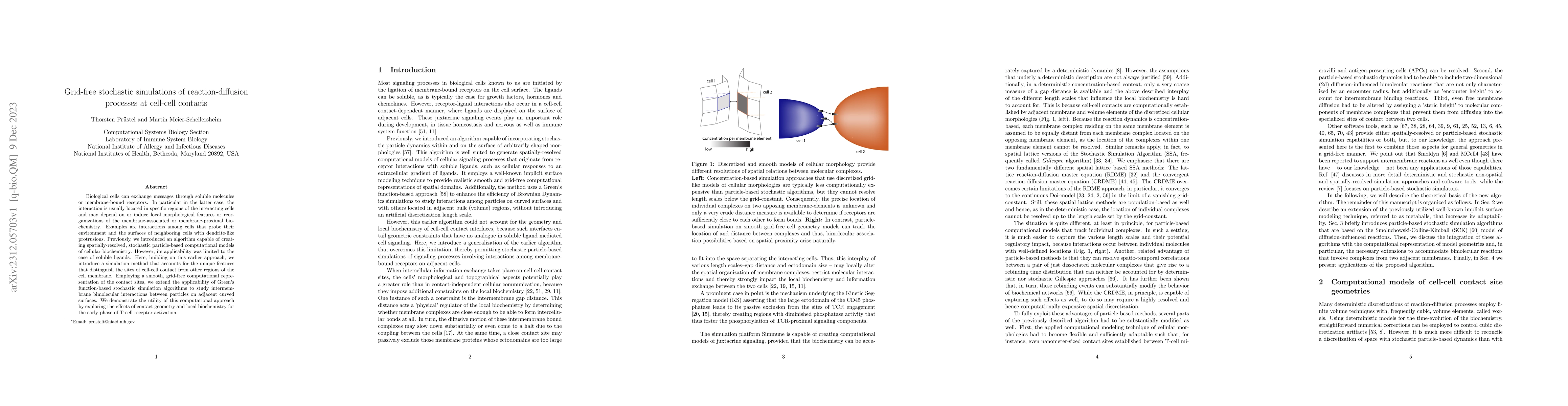 Thumbnail for Grid-free stochastic simulations of reaction-diffusion processes at
  cell-cell contacts