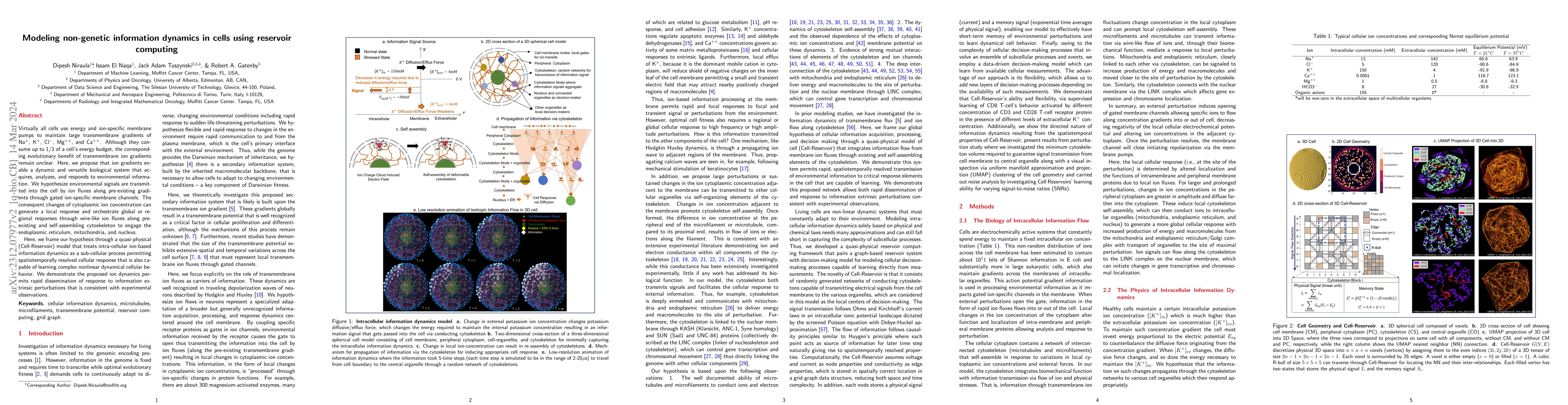Thumbnail for Modeling non-genetic information dynamics in cells using reservoir
  computing