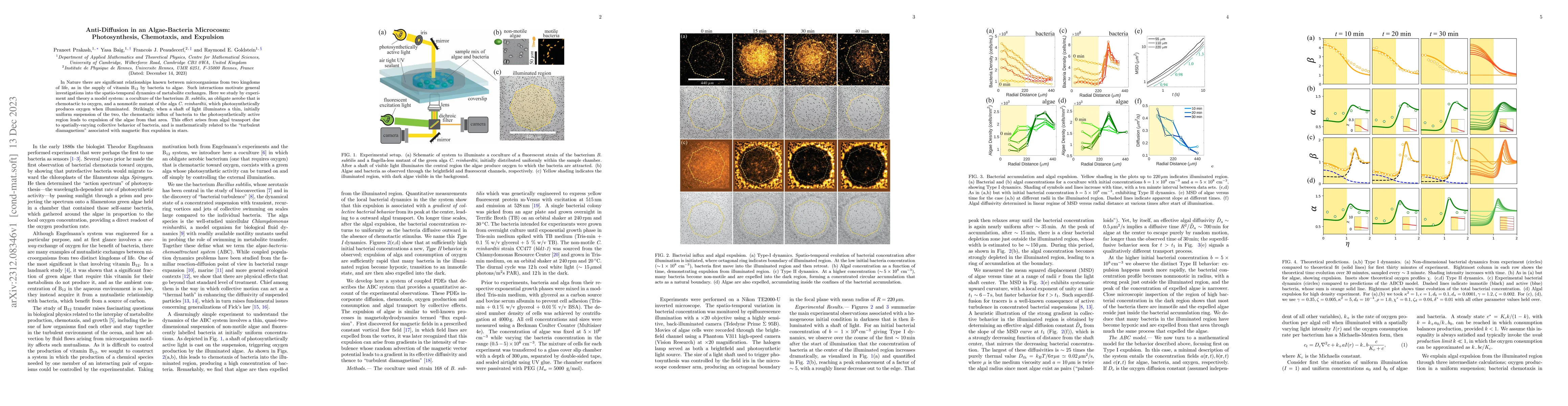 Thumbnail for Anti-Diffusion in an Algae-Bacteria Microcosm: Photosynthesis,
  Chemotaxis, and Expulsion