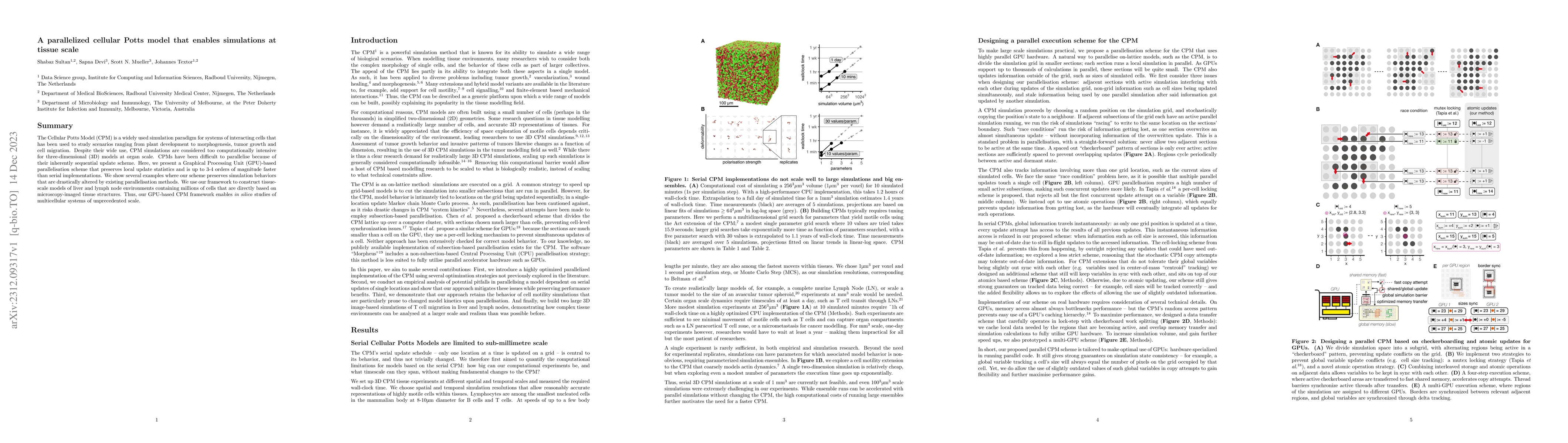 Thumbnail for A parallelized cellular Potts model that enables simulations at tissue
  scale