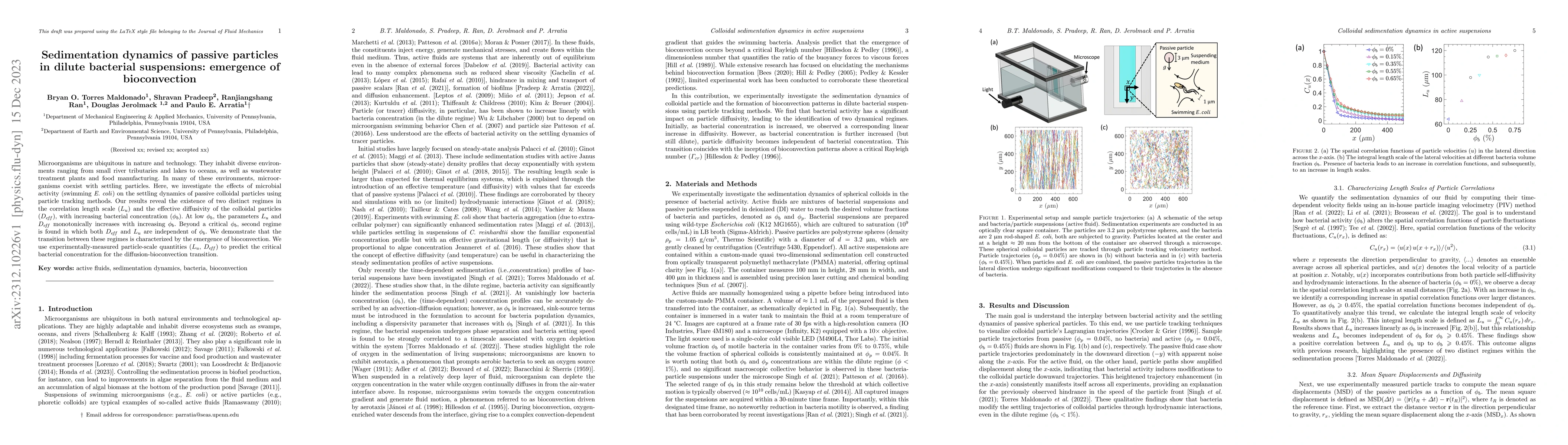 Thumbnail for Sedimentation dynamics of passive particles in dilute bacterial
  suspensions: emergence of bioconvection