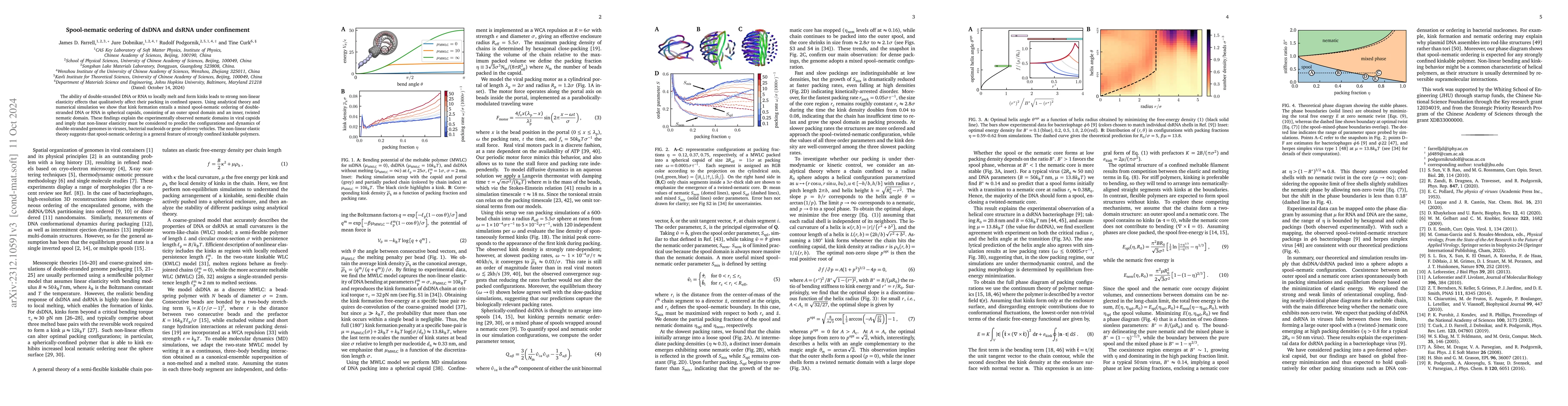 Thumbnail for Spool-nematic ordering of dsDNA and dsRNA under confinement