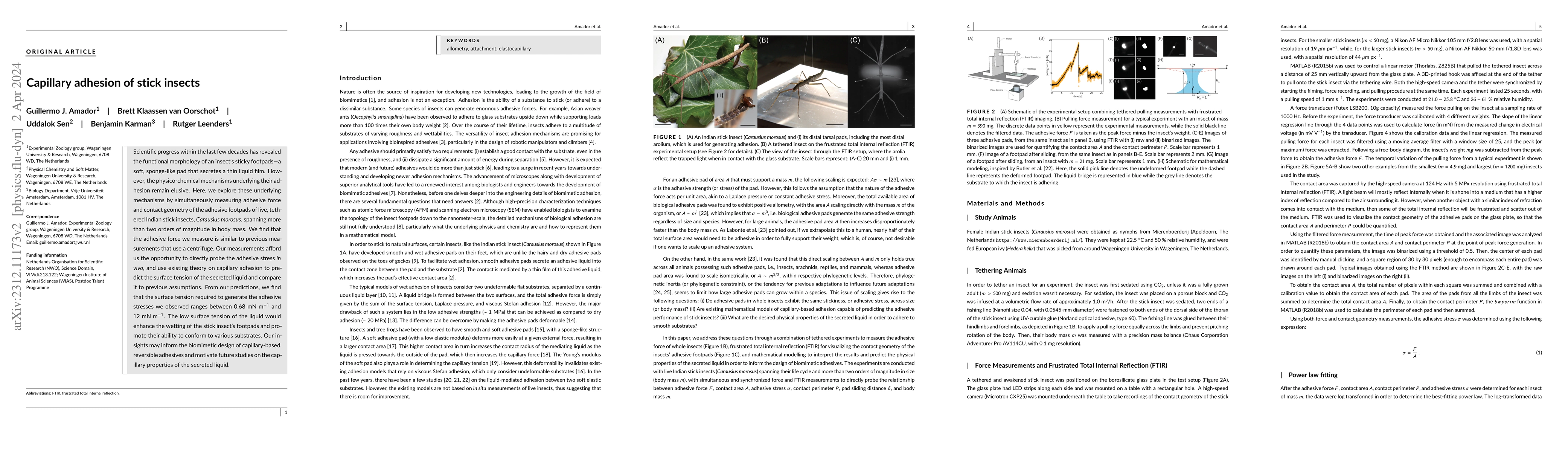 Thumbnail for Capillary adhesion of stick insects