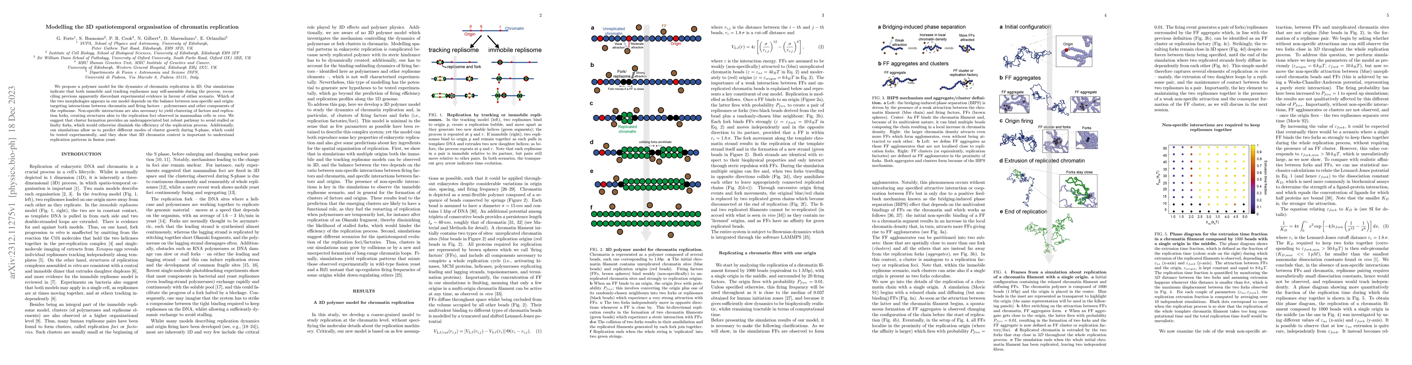 Thumbnail for Modelling the 3D spatiotemporal organisation of chromatin replication