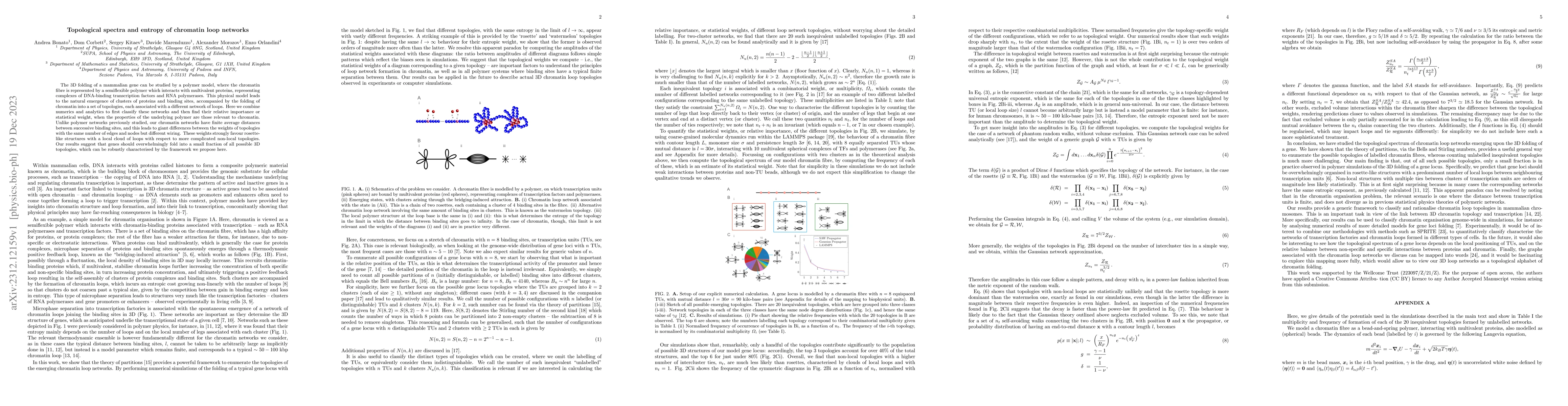 Thumbnail for Topological spectra and entropy of chromatin loop networks
