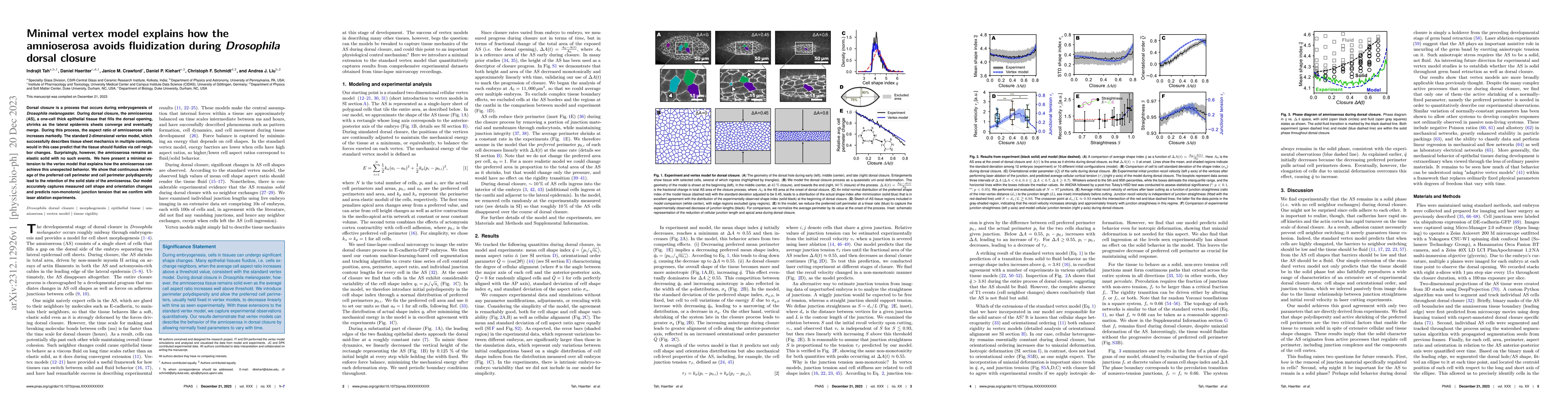 Thumbnail for Minimal vertex model explains how the amnioserosa avoids fluidization
  during Drosophila dorsal closure